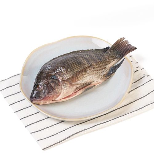 Mojarra o tilapia  lora plateada