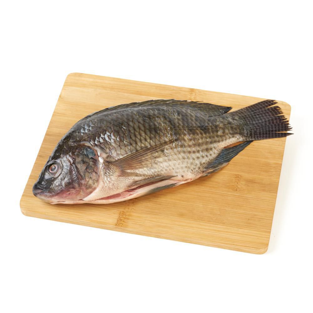 Tilapia o mojarra negra  fresca img #1