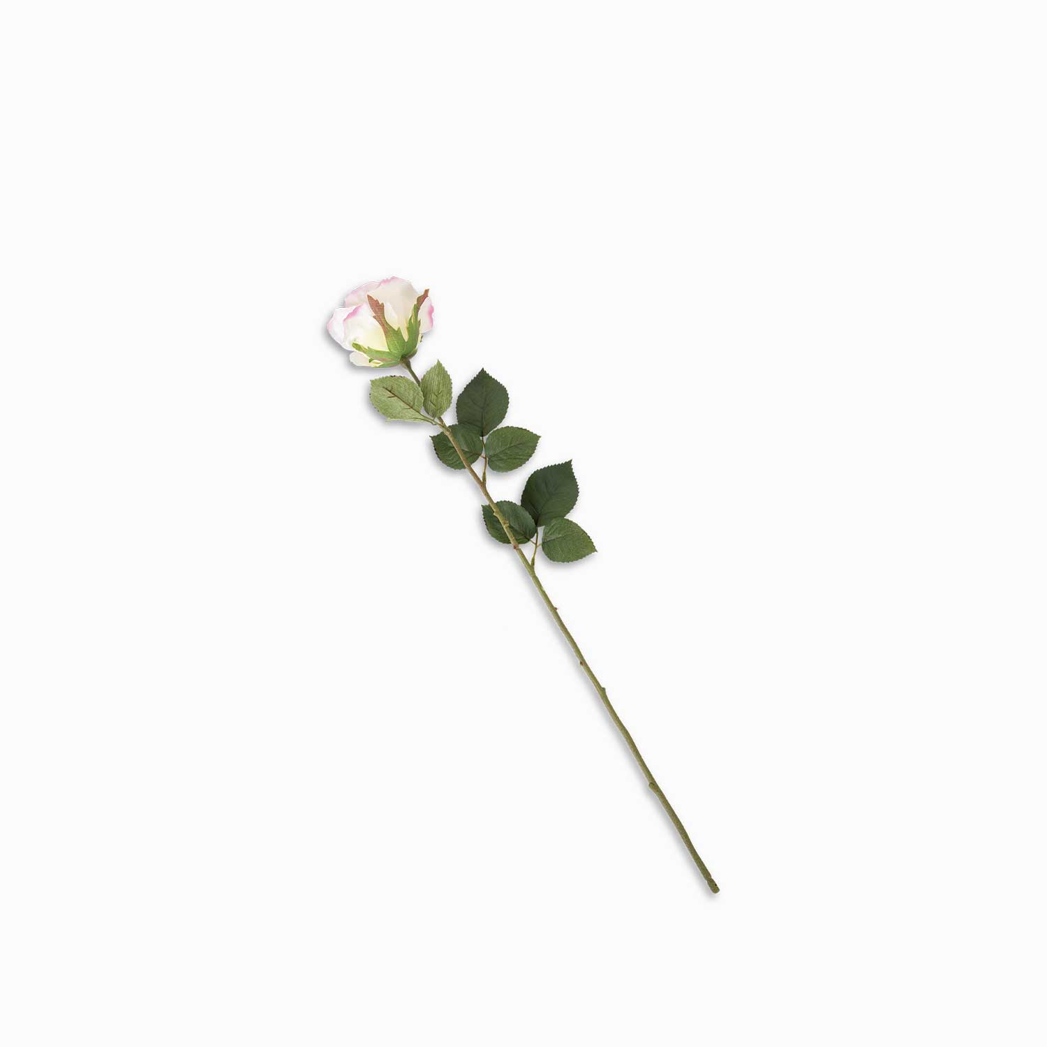 Rosa bordes rosados img #3