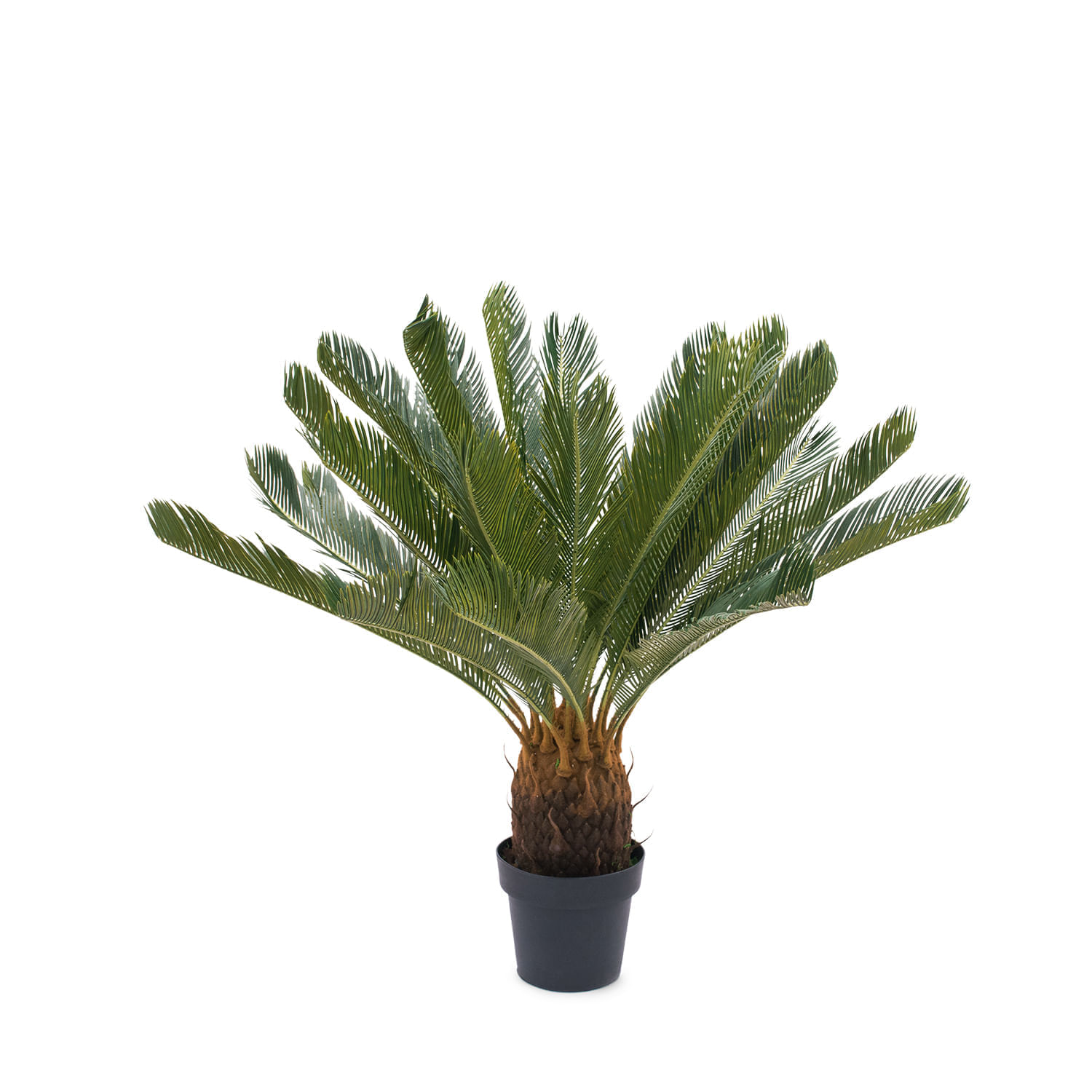 Palmera Cicacea img #1