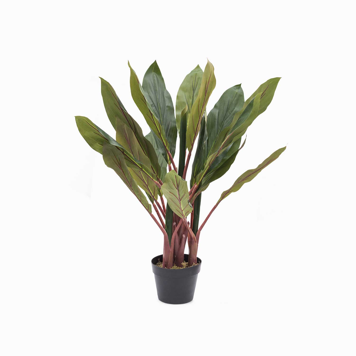 Planta dracena img #1